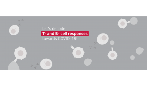 解密T细胞和B细胞对COVID-19的反应